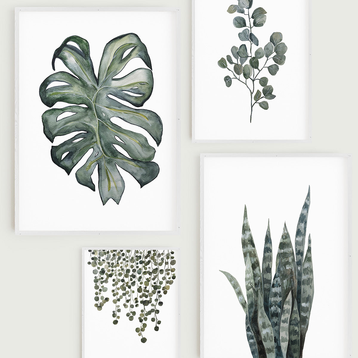 Eucalyptus