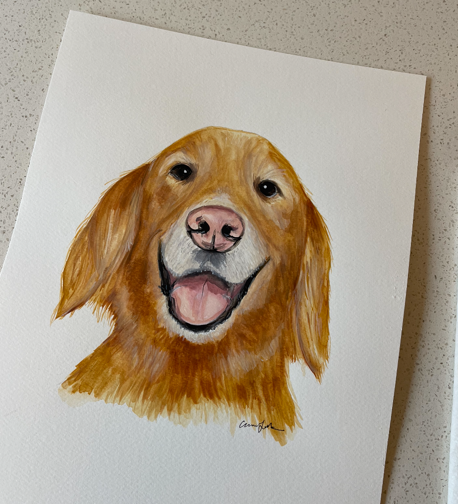 Pet Portraits