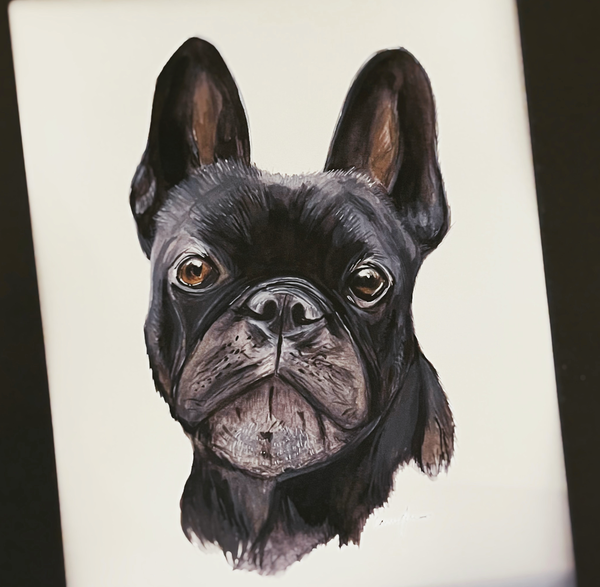 Pet Portraits