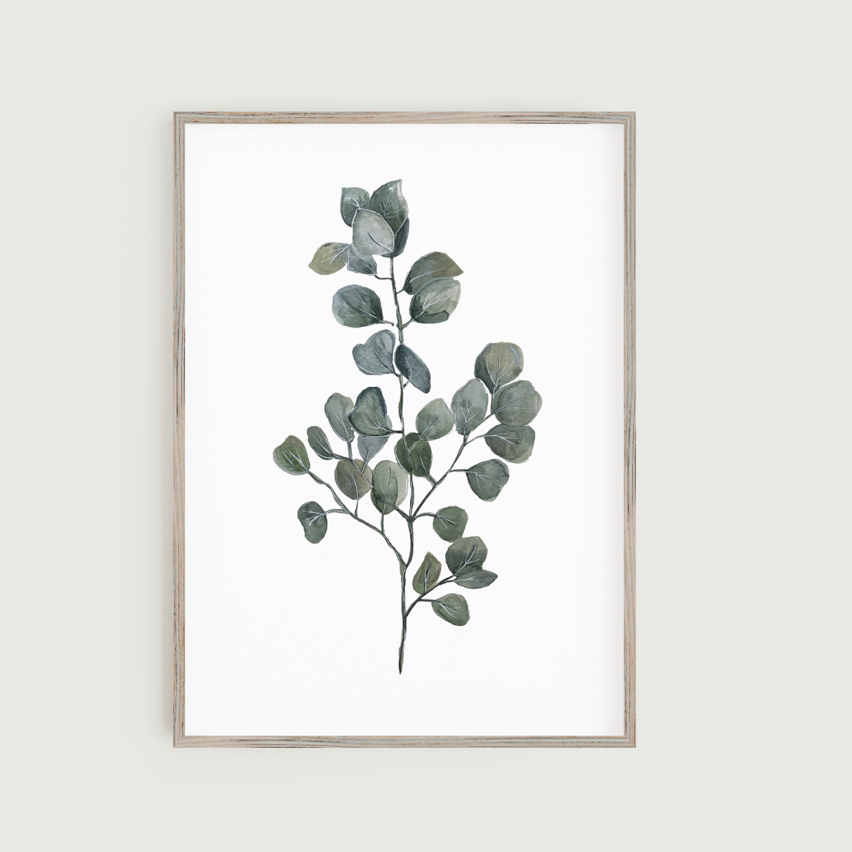 Eucalyptus