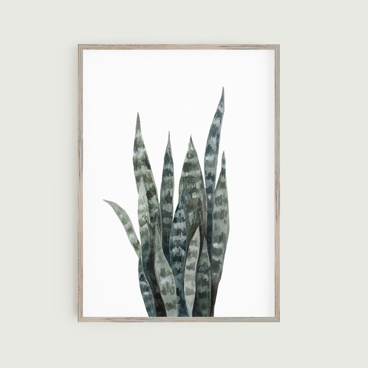 Snake Plant