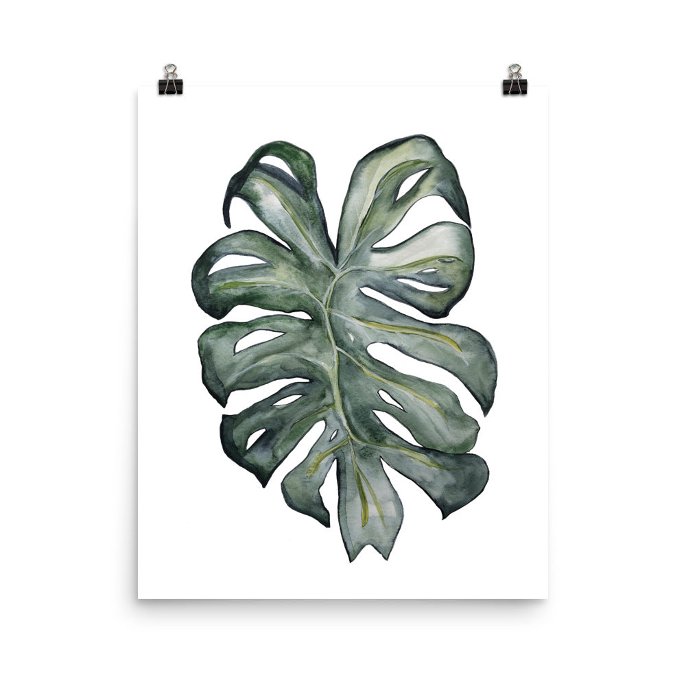 Monstera